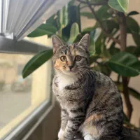 واگزاری|گربه|تهران, تهرانپارس جنوبی|دیوار