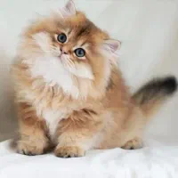 مرکز خوشگل ترین گربه بریتیش دنیا|گربه|تهران, جماران (نیاوران)|دیوار