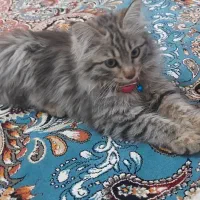بچه گربه زیبای پشمالو و بازیگوش نژاد لانگ هیر|گربه|بروجن, |دیوار