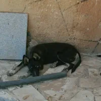 سگ ژرمن گرگی|سگ|مشهد, کلاته برفی|دیوار