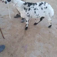 بره و قصابی