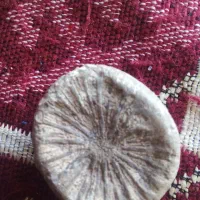 فسیل کلکسیونی|کلکسیون اشیاء عتیقه|بستان آباد, |دیوار