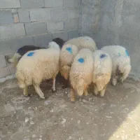 هیجده راس بره نروماده