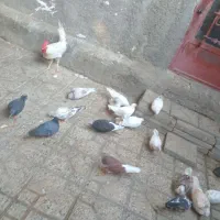 کفتر به شرت|پرنده|ازنا, |دیوار