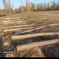 خریدار چوب|خدمات باغبانی و درختکاری|لاران, |دیوار