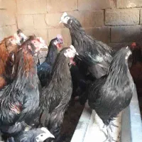 مرغ