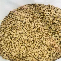 تخمه هندوانه اعلا محبوبی|خوردنی و آشامیدنی|قم, نخودی|دیوار