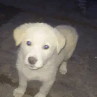 توله سگ نر 2.5 ماهه