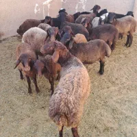 ۱۹راس بره نر افشار همو هترو|حیوانات مزرعه|مرودشت, تخت جمشید|دیوار