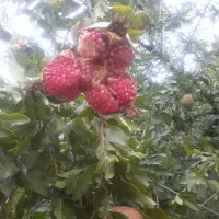 دنبال کار هستم نگهبانی باغ ویلا سرایداری مجرد هستم