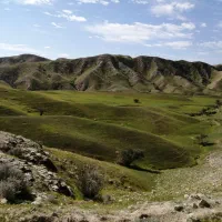 پرنده پیدا شده