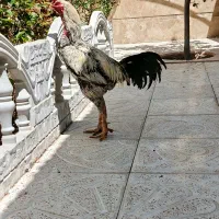 یک عدد خروس لاری صابونی