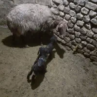 بره ماده همو هترو