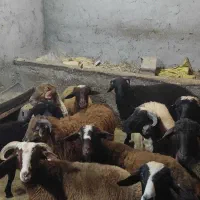 بره های نر از وزن 25تا 40