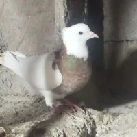 طوقی سرخ|حیوانات|نیشابور, مازول|دیوار