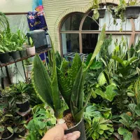 هدیه روز مادر|گل و گیاه طبیعی|اصفهان, شاه پسند|دیوار