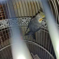 معاوضه عروس نرسخنگو ودستی باقناری نر مستخون