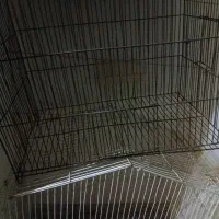 قفس پرنده|لوازم جانبی حیوانات|اندیمشک, |دیوار