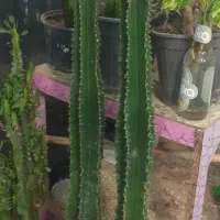 کاکتوس