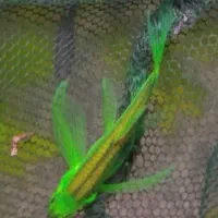 زبرا سوپر باله وکالر