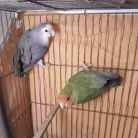 کوتوله عروس هلندی|پرنده|قم, انصار‌الحسین|دیوار