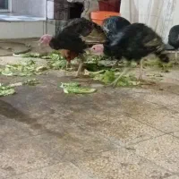 فروش بوقلمون محلی|حیوانات مزرعه|بهبهان, |دیوار