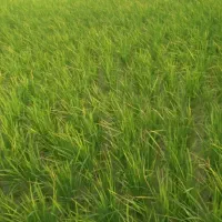 زمین-آب-خیز-برنج-کاری-سوسن