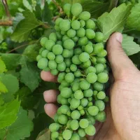 غوره جهت ابگیری