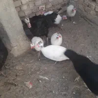 مرغ شاخک سفید
