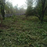 چمن زنی.علفزنی|خدمات باغبانی و درختکاری|رشت, کوی فکوری|دیوار