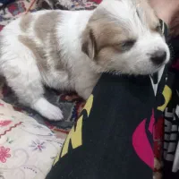 تولدسگ دوماه مشخص نیست چی هستش اما ماده هستش