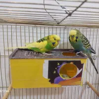 فوری فوری خاص|پرنده|شهرکرد, |دیوار