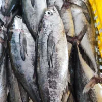 فروش ماهی در قلعه گنج