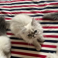 هیمالین شیرین و بانمک|گربه|مشهد, امیریه|دیوار