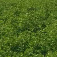 فروش ۳تن یونجه خالص