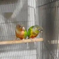 طوطی گرینچیک جوجه