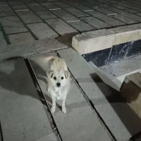 واگذاری سگ فانتزی|سگ|شیراز, دکتر حسابی|دیوار