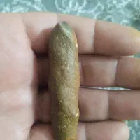 هبهاب الیمنی