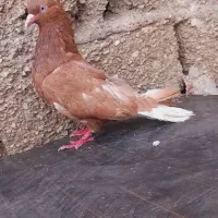 کبوتر ماده زرد دمسفید