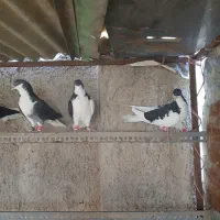 کفتر پرشی|پرنده|قزوین, |دیوار