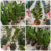 شفلرا آمستل برگ عبایی زاموفیلیا فیکوس استند پتوس|گل و گیاه طبیعی|قم, ولیعصر|دیوار