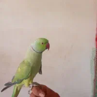 طوطی ملنگو و عروس هلندی پرنده سرای بلوچستان