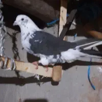 ۵ عدد کبوتر سالم