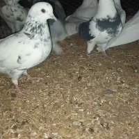 کبوتر|پرنده|ازنا, |دیوار