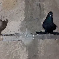 کبوتر عتیقه