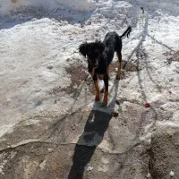 تازی شکاری خوب