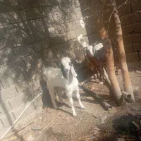 پاچن|حیوانات مزرعه|چابهار, |دیوار