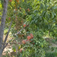 850-متر-باغ-اول-شاهنامه-فقط-متری-3-5