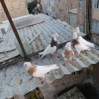 کبوتر طوقی