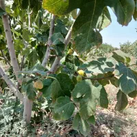 باغ-با-سندشیش-دانگ-شرایطی